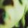 SmashingPumpkins-PiscesIscariot.jpg